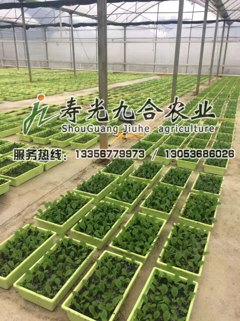 栽培盆栽蔬菜的溫室