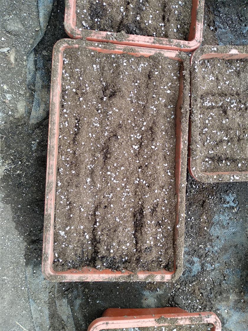 盆栽蔬菜用的基質(zhì)