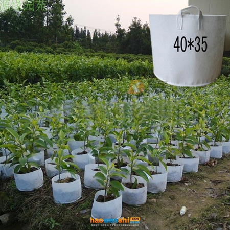 無紡布袋容器基質栽培 (1).jpg