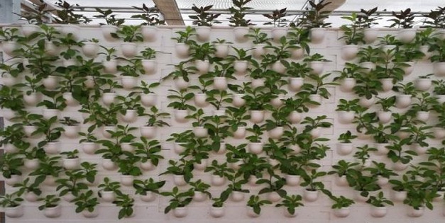葉菜墻體基質栽培.jpg