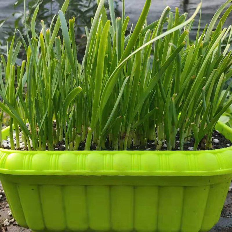陽臺(tái)蔬菜--無土栽培葉菜類.jpg