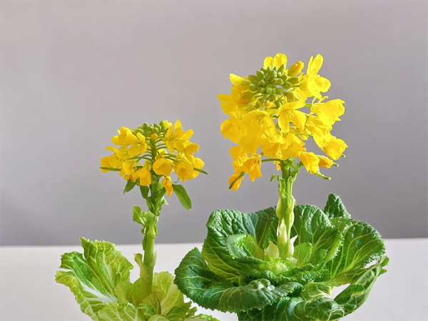 水培葉菜抽薹原因及預(yù)防措施